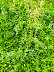 Rumex acetosa