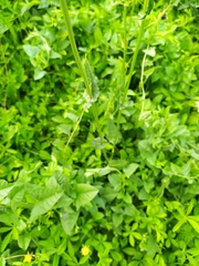 Rumex acetosa