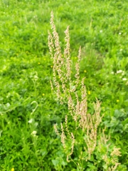 Rumex acetosa
