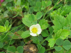 Potentilla sterilis