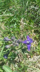 Delphinium menziesii