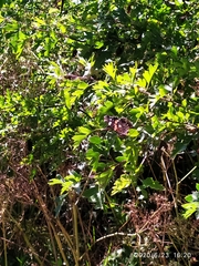 Levisticum officinale