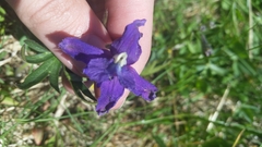 Delphinium menziesii