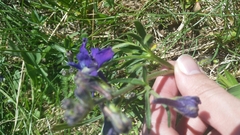 Delphinium menziesii