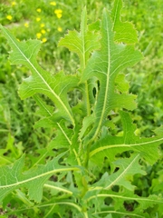 Lactuca serriola