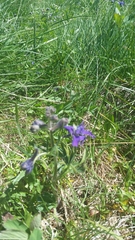 Delphinium menziesii