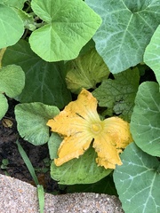 Cucurbita maxima