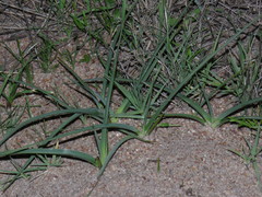 Chlorophytum triflorum