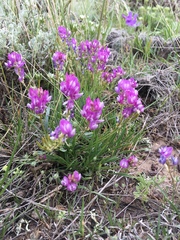 Astragalus spatulatus
