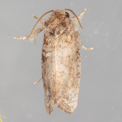 Acrolophus texanella