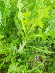 Lactuca serriola
