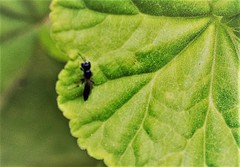 Pemphredonina