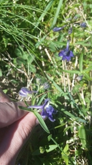 Delphinium menziesii