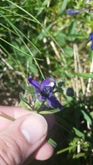 Delphinium menziesii