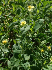 Potentilla argentea