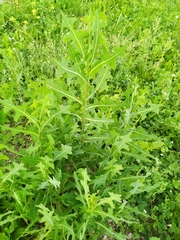 Lactuca serriola