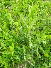Lactuca serriola