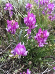 Astragalus spatulatus