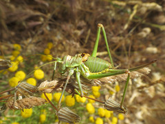 Steropleurus andalusius