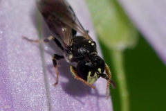 Hylaeus mesillae cressoni