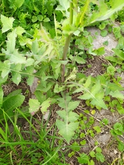 Sonchus oleraceus