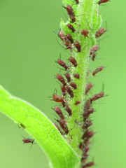 Uroleucon jaceae