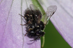 Hylaeus mesillae cressoni