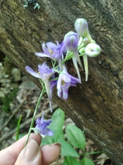 Delphinium fissum