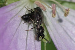 Hylaeus mesillae cressoni
