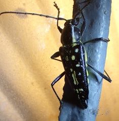 Neopoeciloderma lepturoides