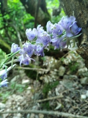 Delphinium fissum