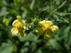 Potentilla argentea