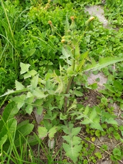 Sonchus oleraceus