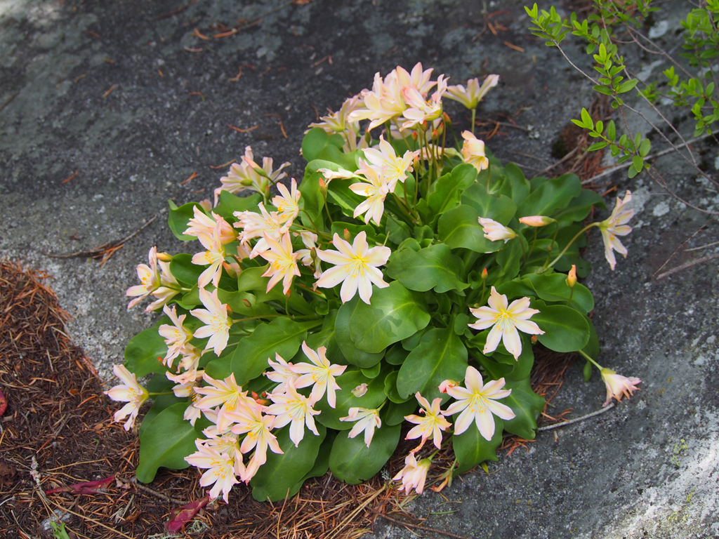 Lewisiopsis