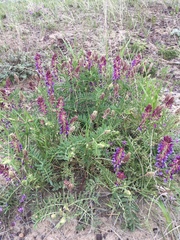 Astragalus bisulcatus