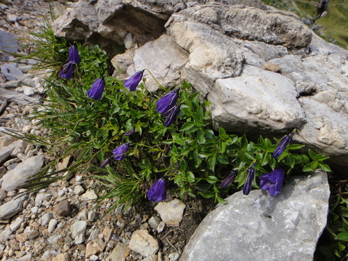 Image of Campanula pulla by (c) Christian Berg, some rights reserved (CC BY)