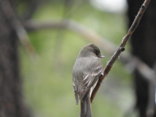 iNaturalist observation photo of Western Wood-Pewee