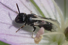 Hylaeus mesillae cressoni