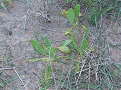 Osteospermum monstrosum