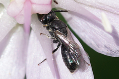 Hylaeus mesillae cressoni