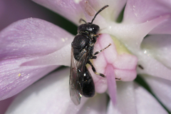Hylaeus mesillae cressoni