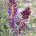Two-grooved Milkvetch - Photo (c) ashegan, some rights reserved (CC BY-NC), uploaded by ashegan