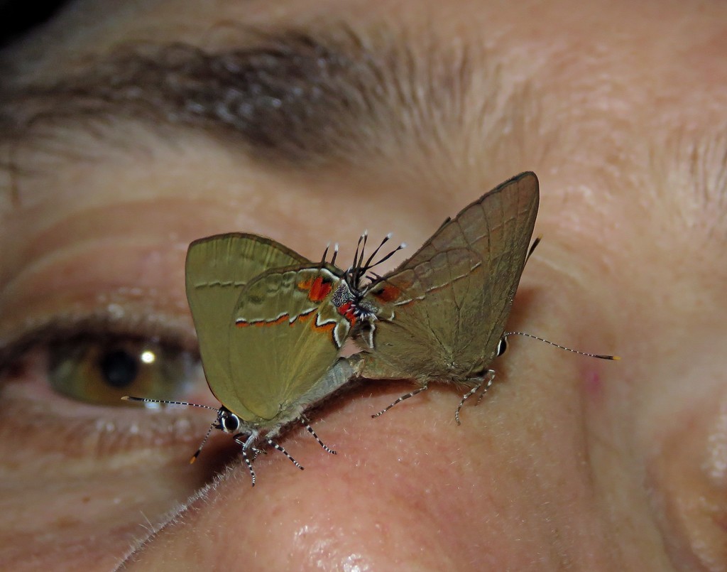 Calycopidina