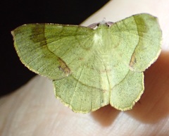 Erastria decrepitaria