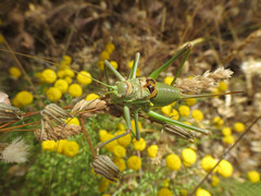 Steropleurus andalusius