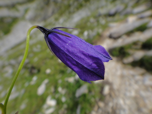 Image of Campanula pulla by (c) Christian Berg, some rights reserved (CC BY)