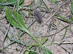 Osteospermum monstrosum