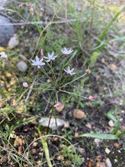Strumaria tenella tenella