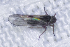 Delphacodes