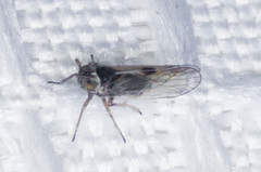 Delphacodes